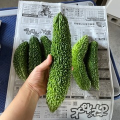 ゴーヤ　6本の画像