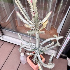 ホワイトゴーストの画像