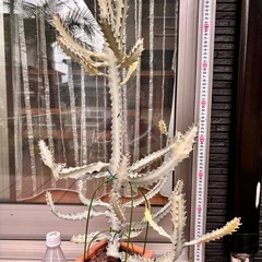ホワイトゴーストの画像