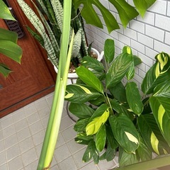 モンステラ
の画像