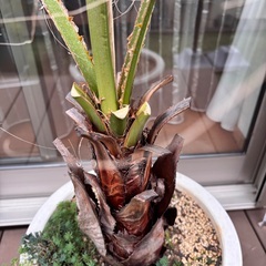 ワシントンヤシの画像