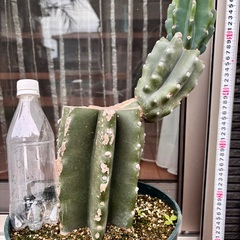 柱サボテン　ブランチの画像