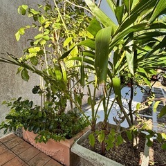 🉐観葉植物　2鉢セットの画像
