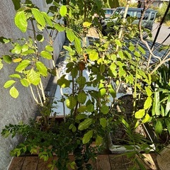 🉐観葉植物　2鉢セットの画像
