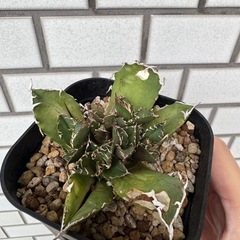 アガベ　中株　子株の画像