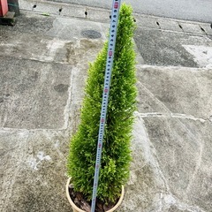 ゴールドクレスト(コニファー)110cm テラコッタ素焼き鉢付きの画像