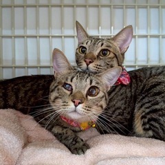 動画付🐾とうこ&メメ🩷可愛い姉妹