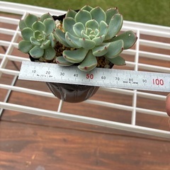 エケベリア七福美尼の画像