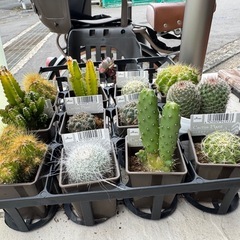 バラ不可 全てまとめて植物 サボテンの画像