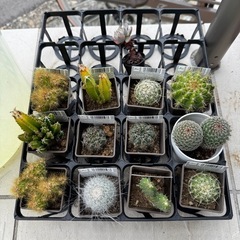バラ不可 全てまとめて植物 サボテンの画像