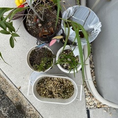 バラ不可 全てまとめて植物 サボテンの画像