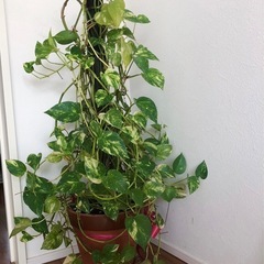 🌈観葉植物 🪴高さ90cm　の画像