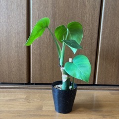モンステラ
の画像