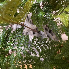 5年以上もの！石化トキワシノブ　苔玉仕立ての画像