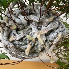 5年以上もの！石化トキワシノブ　苔玉仕立ての画像