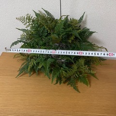 5年以上もの！石化トキワシノブ　苔玉仕立ての画像