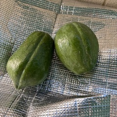パパイヤ（青物）の画像