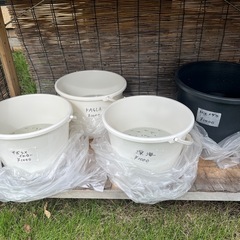 メダカ無人販売🐟の画像