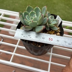 エケベリア七福美尼の画像