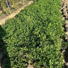 生落花⭐︎旬の味覚⭐︎500グラム〜の画像