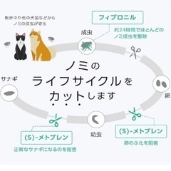 新品未使用　ペット【2箱セット】ベッツワン キャットプロテクトプラス 猫用 6本　　ボランティア　保護猫　キャット　ノミ　ダニ　マダニ　予防の画像