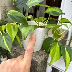 🌿フィロデンドロンブラジル🌿の画像