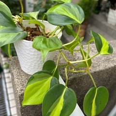 🌿フィロデンドロンブラジル🌿の画像