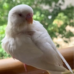 迷いインコ探してます