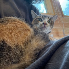 美猫の三毛猫さん💓