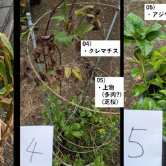 お庭の整理。第3弾。の画像
