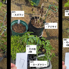 お庭の整理。第3弾。の画像