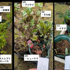 お庭の整理。第3弾。の画像