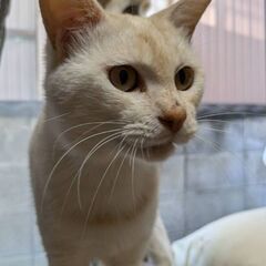 スリゴロ甘えん坊のクリンちゃん