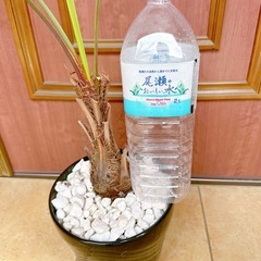 ココスヤシ🌴オシャレ🌴かわいがってくださるかたに♡の画像