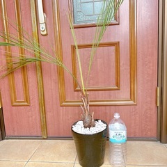 ココスヤシ🌴オシャレ🌴かわいがってくださるかたに♡の画像