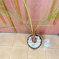 ココスヤシ🌴オシャレ🌴かわいがってくださるかたに♡の画像