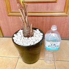 ココスヤシ🌴オシャレ🌴かわいがってくださるかたに♡の画像