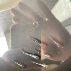 カブキゴールド　メダカの画像