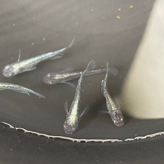 カブキゴールド　メダカの画像