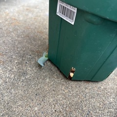 アガベ　パリートランカータの画像