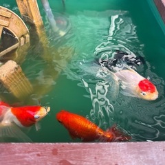 自作　金魚タラ船の画像