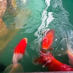 自作　金魚タラ船の画像