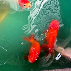 自作　金魚タラ船の画像