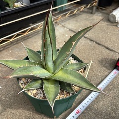 アガベ　パープソラムの画像