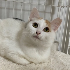 とっても可愛いパステル三毛の長毛猫ちゃん