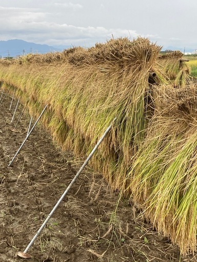 【終了しました】令和6年度ハザ掛け米　コシヒカリ　籾付30kg15000円