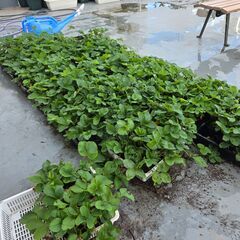 【教育関係限定】イチゴを育ててみませんか？の画像