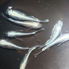 メダカ　マリア－ジュ　15匹　400円の画像