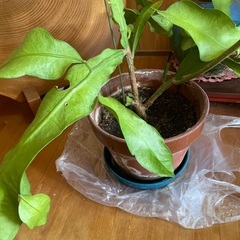 月下美人の苗の画像