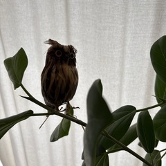 PUEBCO プエブコ 鳥オブジェ フクロウ3個セット（茶・白・黒）の画像